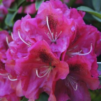 Rhododendron 'Nova Zembla' - Rhododendron Hybrid