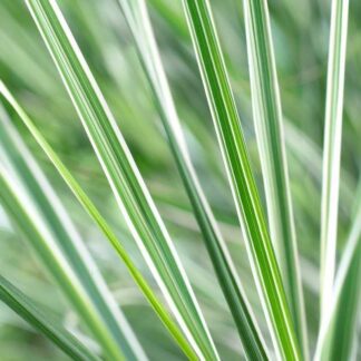 Calamagrostis Acutiflora 'Overdam' - Feather Reed Grass