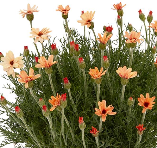 Rhodanthemum Hosmariense Zagora Orange - Morrocan Daisy