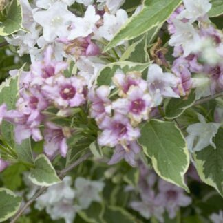 Weigela 'Florida Variegata'