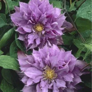 Clematis Vyvyan Pennell