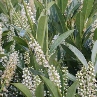 Prunus Laurocerasus Otto Luyken