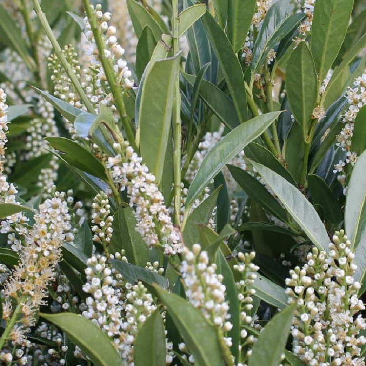 Prunus Laurocerasus Otto Luyken