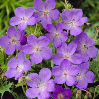 Geranium 'Johnson's Blue'