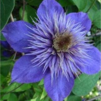 Clematis 'Multi-Blue' - Early Summer Flowering