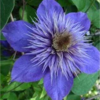 Clematis 'Multi-Blue' - Early Summer Flowering