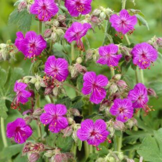 Geranium Macrorrhizum 'Bevan's Variety' - Balkan Cranesbill