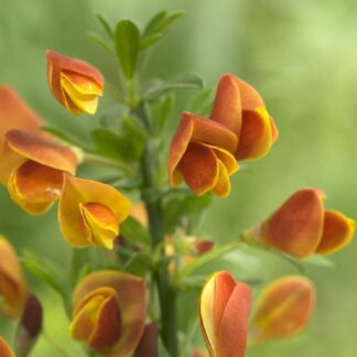 Cytisus Lena - Broom