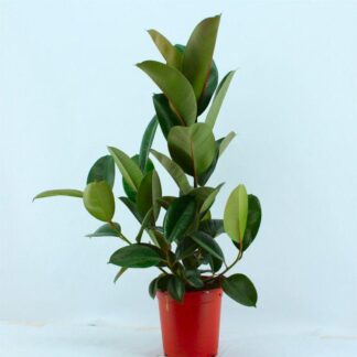 Ficus Elastica Robusta - Rubber Plant - 35cm Tall