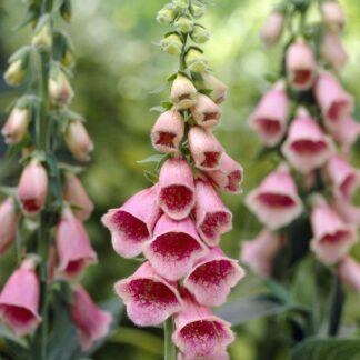 Digitalis x Mertonensis - Crushed Strawberries - Foxgloves