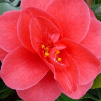 Camellia Japonica Mary Williams