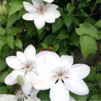 Clematis Henryi - Summer Flowering