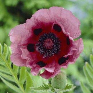 Papaver Orientale Patty's Plum - Oriental Poppy