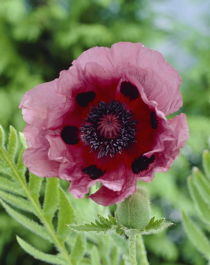 Papaver Orientale Patty's Plum - Oriental Poppy
