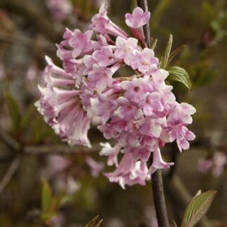 Viburnum Bodnantense 'Dawn'