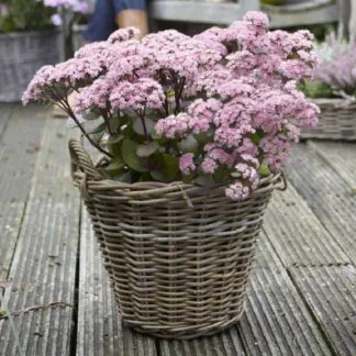Sedum Matrona