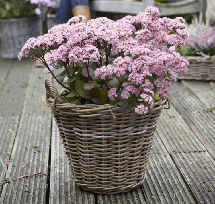 Sedum Matrona