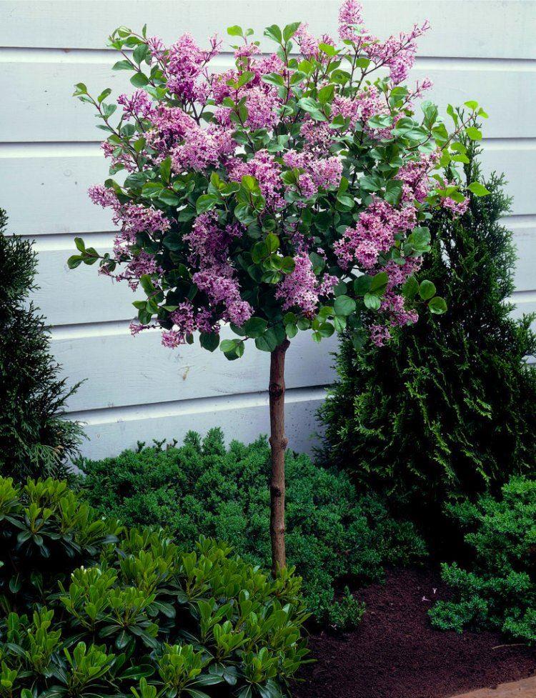 Dwarf Korean Lilac Tree - Syringa Palibin - Large Standard - Circa 140-160cm