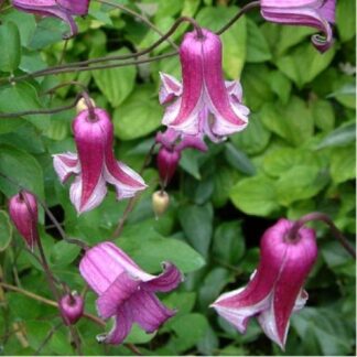 Clematis Viticella Queen Mother - Summer Flowering Clematis
