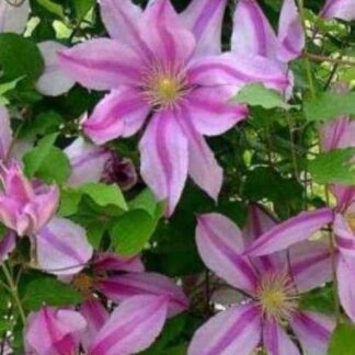 Clematis 'Nelly Moser' - Early Summer Flowering