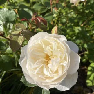 Roses