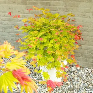 Acer Shirasawanum 'Moonrise' - Japanese Maple Circa 60cm Tall
