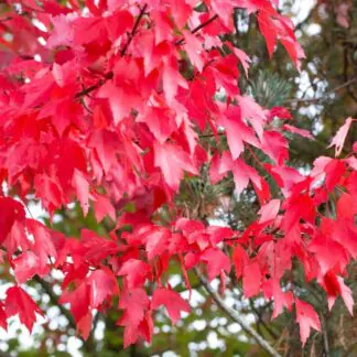 Acer Rubrum 'Brandywine' - Red Maple - Circa 2m Tall