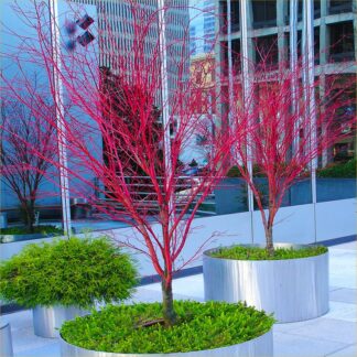 Acer Palmatum 'Sango Kaku' - Coral Bark Maple - Large Circa 140-170cm Specimen