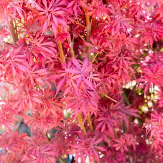 Acer Jerre Schwartz - Large Japanese Maple Circa 140-160cm