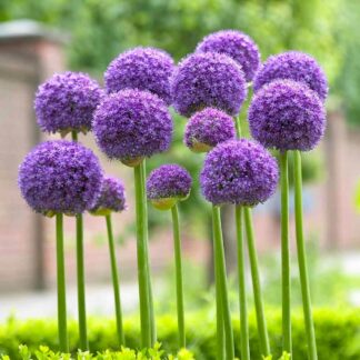 Allium Hollandicum Gladiator - in Bud & Bloom