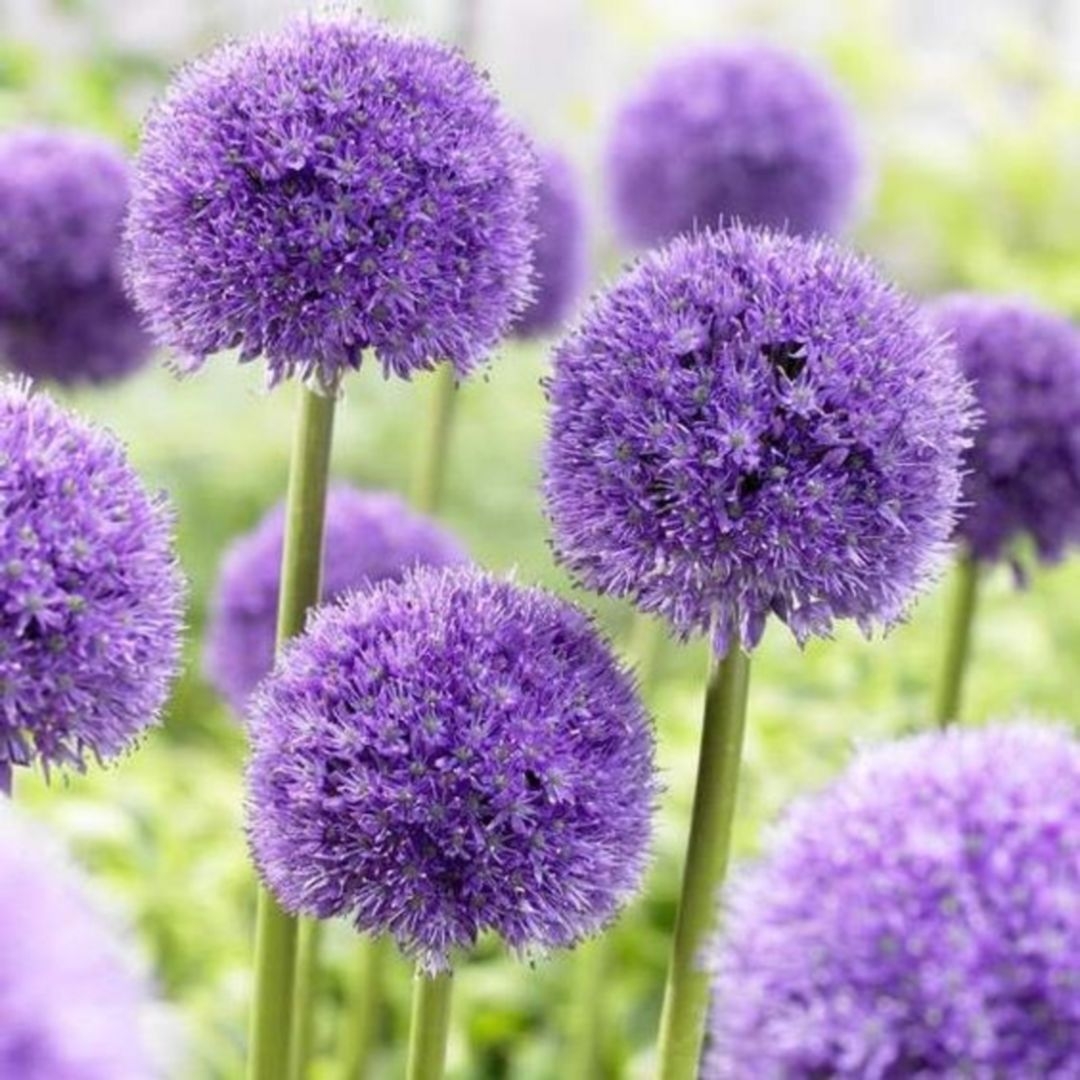 Allium Macleanii 'His Excellency' - in Bud & Bloom