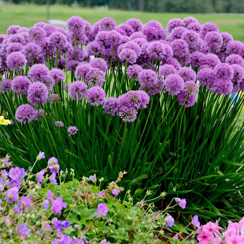 Allium Senescens Millenium - Amazing Summer Flowering Allium - in Bud & Bloom