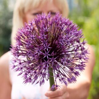 Giant Globe Allium - Allium Universe - in Bud & Bloom - Huge Flowers