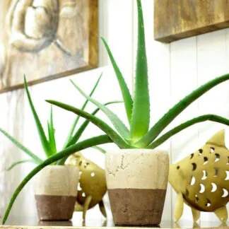 Aloe Vera - Succulent Plant
