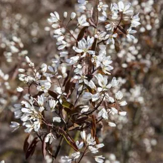 Amelanchier Canadensis Rainbow Pillar - Circa 80-120cm Tall