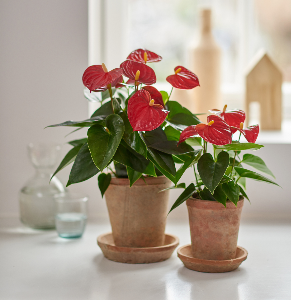 Anthurium Andraeanum 'Success Red' - Red Flamingo Flower