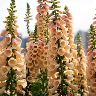 Digitalis Purpurea 'Suttons Apricot' - Foxgloves