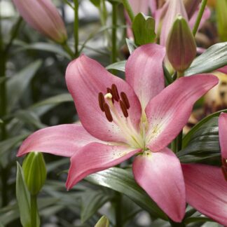 Lilium Arbatax - Pack of Five Lily Bulbs