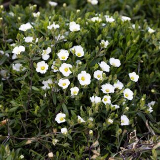Arenaria Montana Blizzard - Mountain Daisy - in Bud & Bloom