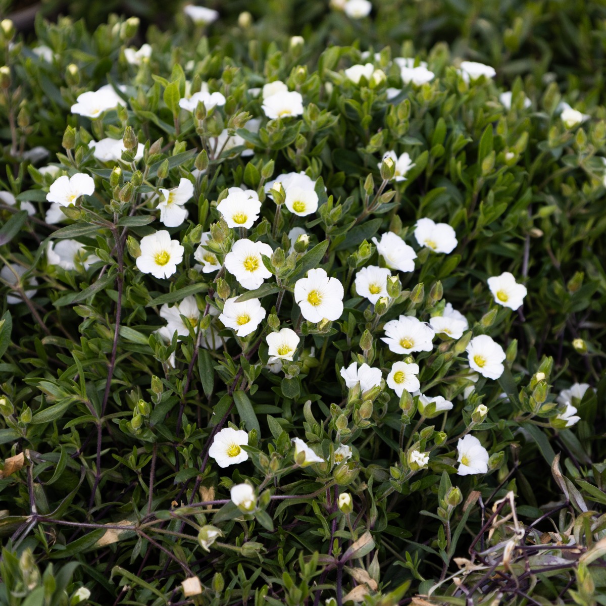 Arenaria Montana Blizzard - Mountain Daisy - in Bud & Bloom