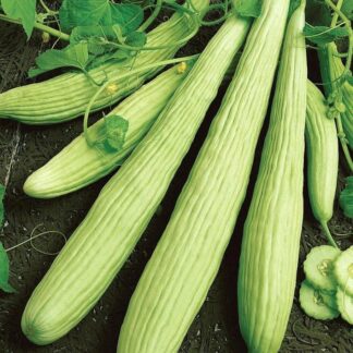 Cucumber Armenian Yard Long
