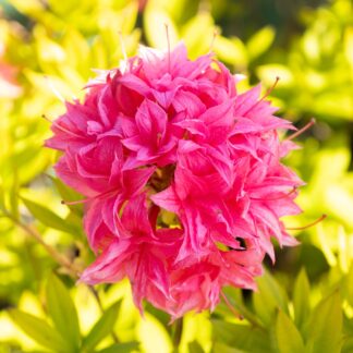 Azalea Mollis 'Homebush' - Knaphill Rhododendron - 80-100cm - in Bud & Bloom