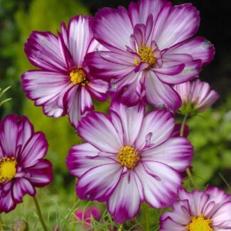 Cosmos Bipinnatus Fizzy Rose Picotee