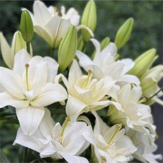 Lily Belvedere - Double Flowering Fragrant Pollen Free Lily Flowers - Pack of Six Lilium Bulbs