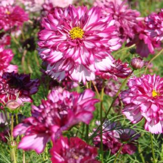 Cosmos Bipinnatus Double Click Bicolour Violet