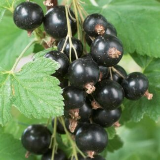 Ribes Nigrum - Blackcurrant - Circa 120cm Standard Fruit Tree