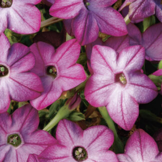 Nicotiana Alata Saratoga Purple Bicolour