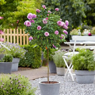 Pair of Large Standard Rose Trees - 'Charles De Gaulle'