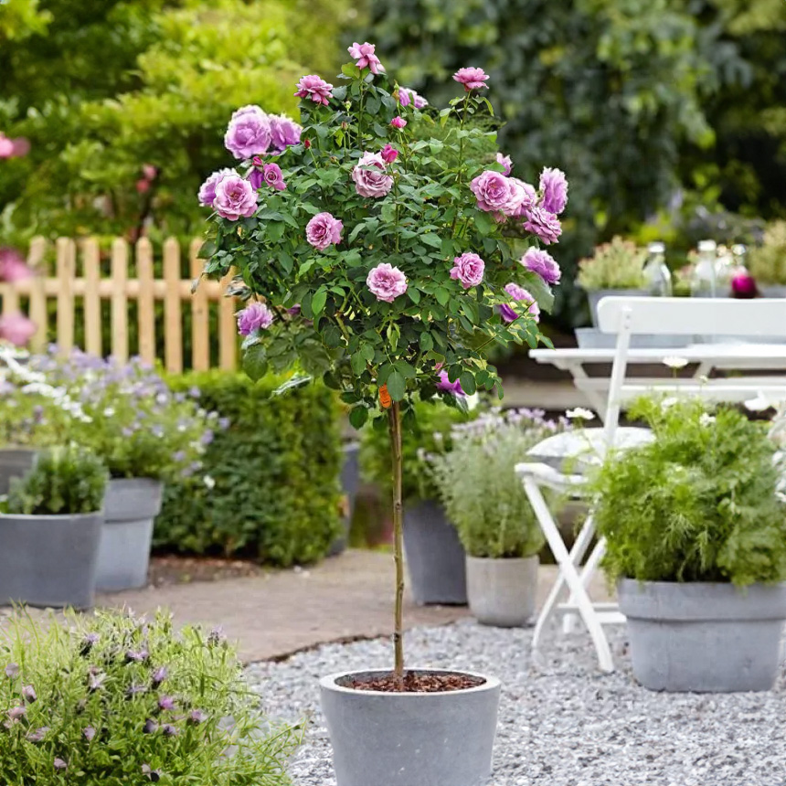 Pair of Large Standard Rose Trees - 'Charles De Gaulle'