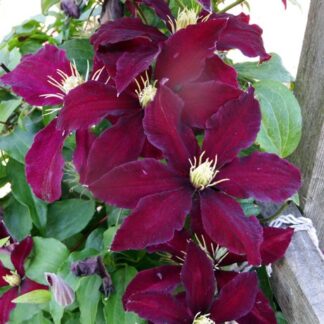 Clematis Niobe
